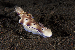 TURBULENCY

..there was a strong current but the Nudibr... by Jörg Menge 